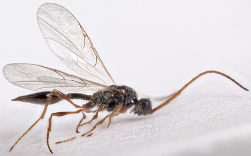 Réf. 315 237 : Cinetus sp.